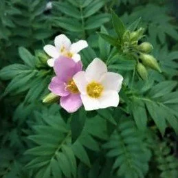 Polemonium carneum (Royal Jacob's Ladder) — Native Plant Salvage